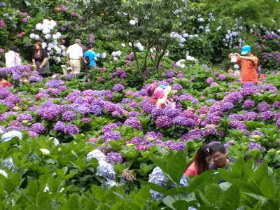 中壢社大週四趴趴走-陽明山竹子湖、水車寮步道、繡球花季