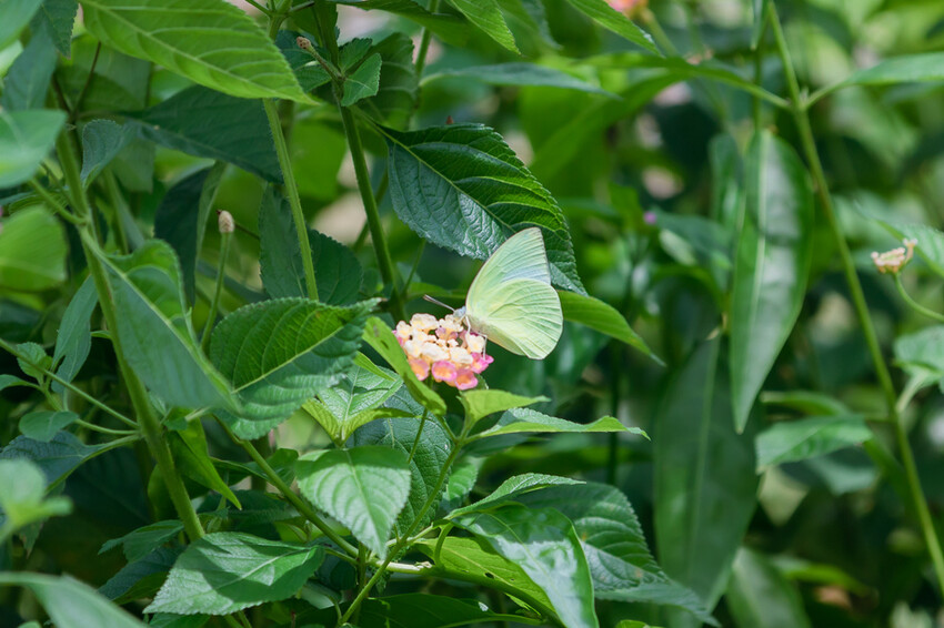 咕便所咖啡 x 美濃超隱密預約制咖啡店