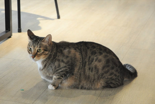 貓嘰咕咖啡_貓咪們 (3).JPG