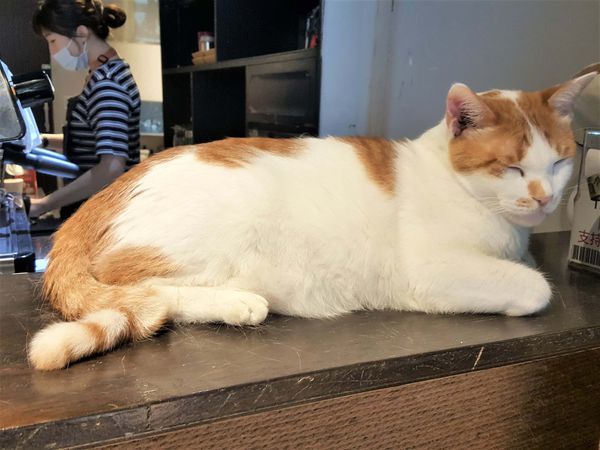 貓嘰咕咖啡_貓咪們 (1).jpg