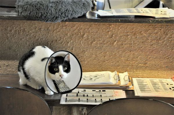 貓嘰咕咖啡_貓咪們 (5).JPG