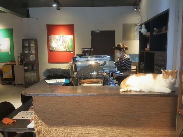 貓嘰咕咖啡_裝潢 (7).jpg