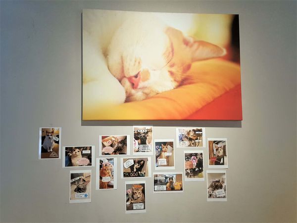 貓嘰咕咖啡 (2).jpg