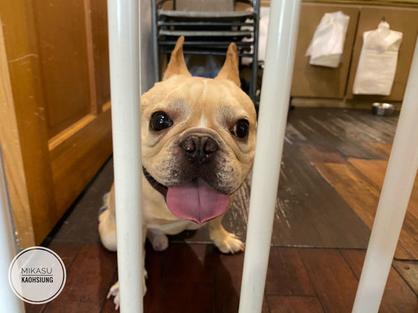 ∥高雄/食.鳳山∥ 朵映花花世界 ๑友善寵物餐廳X網美花牆 早午晚餐樣樣賣