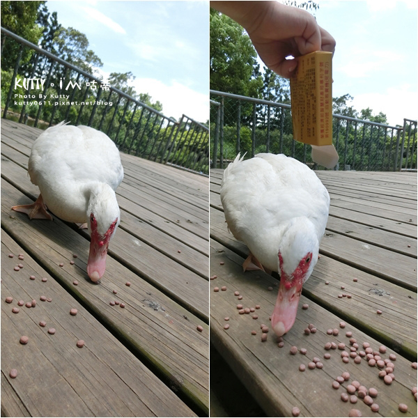 2019-7-7四方牧場 (24).jpg