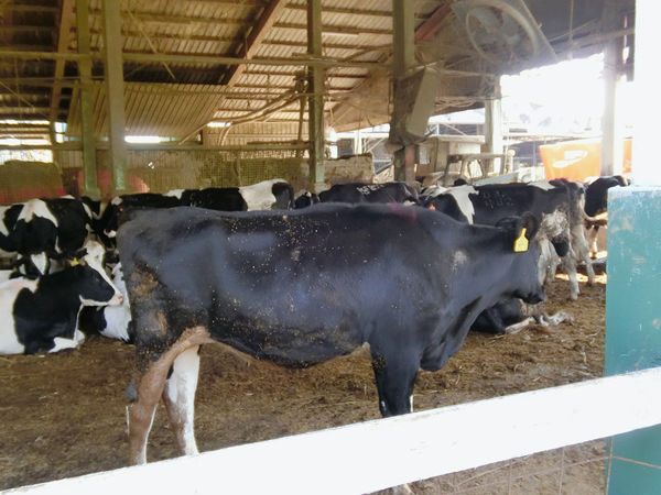 四方牧場 (29).jpg