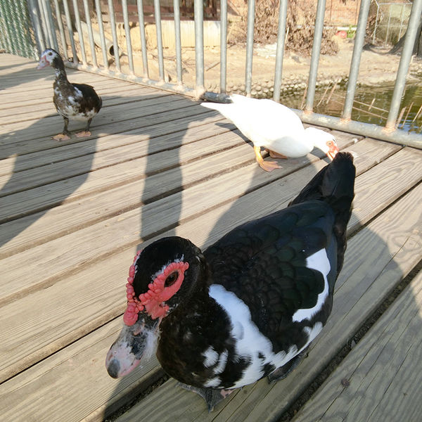 四方牧場 (23).jpg