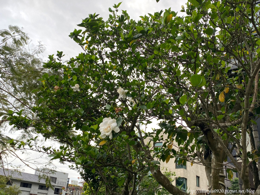 松語墅溫泉居 Pine3.jpg