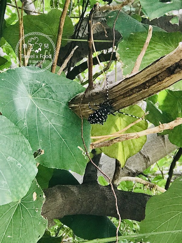 煙霧繚繞，熱氣騰騰，台版九寨溝「硫磺谷地熱景觀區」 @魚兒 x 牽手明太子的「視」界旅行