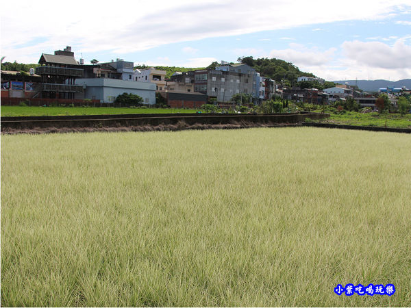 苑裡稻田.jpg