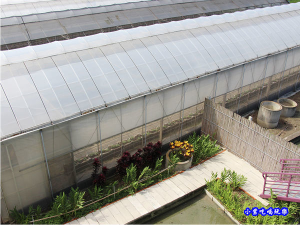 苑裡-愛情果園 (5).jpg