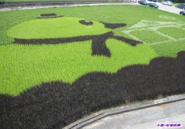 2014.06.13苑裡-彩繪稻田 (4).jpg