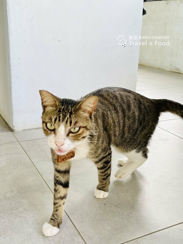 披著迷彩外衣的建築，沿著彩虹階梯通往海崖上的咖啡館，一起來聽濤cafe，讓貓咪小濤陪伴你 @魚兒 x 牽手明太子的「視」界旅行