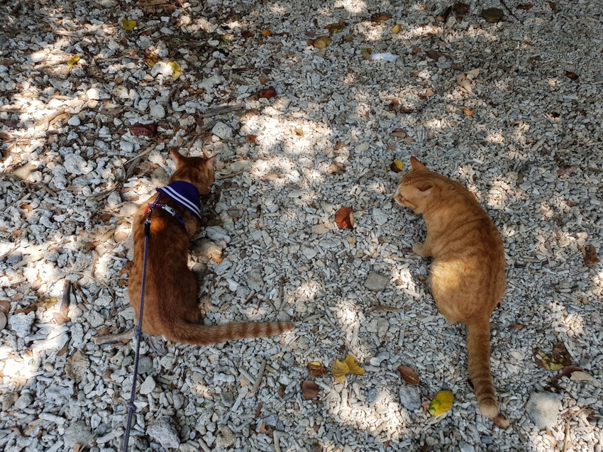 241275.jpg - 【屏東.恆春】小峇里島岩。記得帶肉泥。可以享受被貓咪包圍的感覺。這裡夕陽超美麗 241275.jpg - 【屏東.恆春】小峇里島岩。記得帶肉泥。可以享受被貓咪包圍的感覺。這裡夕陽超美麗