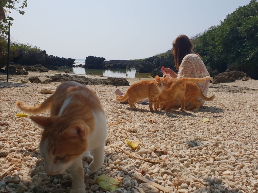 241271.jpg - 【屏東.恆春】小峇里島岩。記得帶肉泥。可以享受被貓咪包圍的感覺。這裡夕陽超美麗 241271.jpg - 【屏東.恆春】小峇里島岩。記得帶肉泥。可以享受被貓咪包圍的感覺。這裡夕陽超美麗