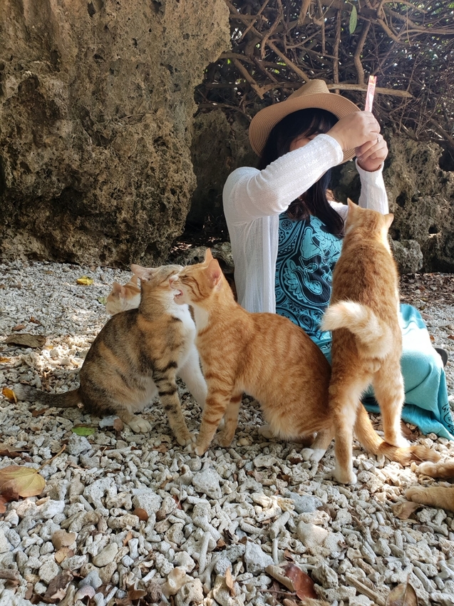 241265.jpg - 【屏東.恆春】小峇里島岩。記得帶肉泥。可以享受被貓咪包圍的感覺。這裡夕陽超美麗 241265.jpg - 【屏東.恆春】小峇里島岩。記得帶肉泥。可以享受被貓咪包圍的感覺。這裡夕陽超美麗