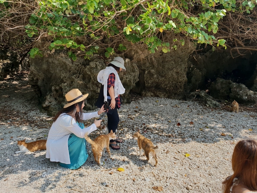 241278.jpg - 【屏東.恆春】小峇里島岩。記得帶肉泥。可以享受被貓咪包圍的感覺。這裡夕陽超美麗 241278.jpg - 【屏東.恆春】小峇里島岩。記得帶肉泥。可以享受被貓咪包圍的感覺。這裡夕陽超美麗