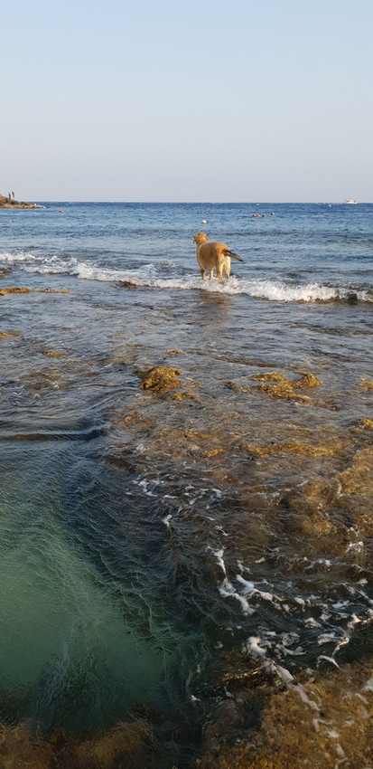 241300.jpg - 【屏東.恆春】小峇里島岩。記得帶肉泥。可以享受被貓咪包圍的感覺。這裡夕陽超美麗 241300.jpg - 【屏東.恆春】小峇里島岩。記得帶肉泥。可以享受被貓咪包圍的感覺。這裡夕陽超美麗