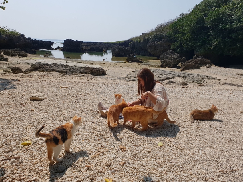 241273.jpg - 【屏東.恆春】小峇里島岩。記得帶肉泥。可以享受被貓咪包圍的感覺。這裡夕陽超美麗 241273.jpg - 【屏東.恆春】小峇里島岩。記得帶肉泥。可以享受被貓咪包圍的感覺。這裡夕陽超美麗