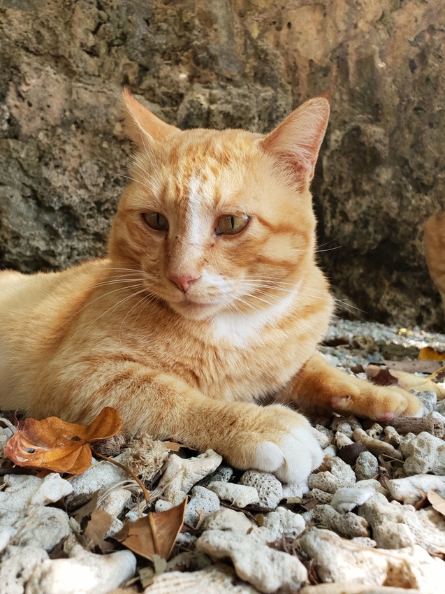 241263.jpg - 【屏東.恆春】小峇里島岩。記得帶肉泥。可以享受被貓咪包圍的感覺。這裡夕陽超美麗 241263.jpg - 【屏東.恆春】小峇里島岩。記得帶肉泥。可以享受被貓咪包圍的感覺。這裡夕陽超美麗