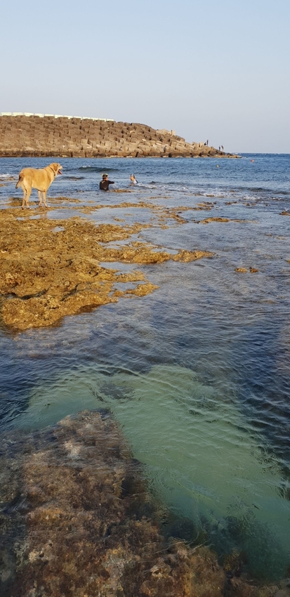 241299.jpg - 【屏東.恆春】小峇里島岩。記得帶肉泥。可以享受被貓咪包圍的感覺。這裡夕陽超美麗 241299.jpg - 【屏東.恆春】小峇里島岩。記得帶肉泥。可以享受被貓咪包圍的感覺。這裡夕陽超美麗