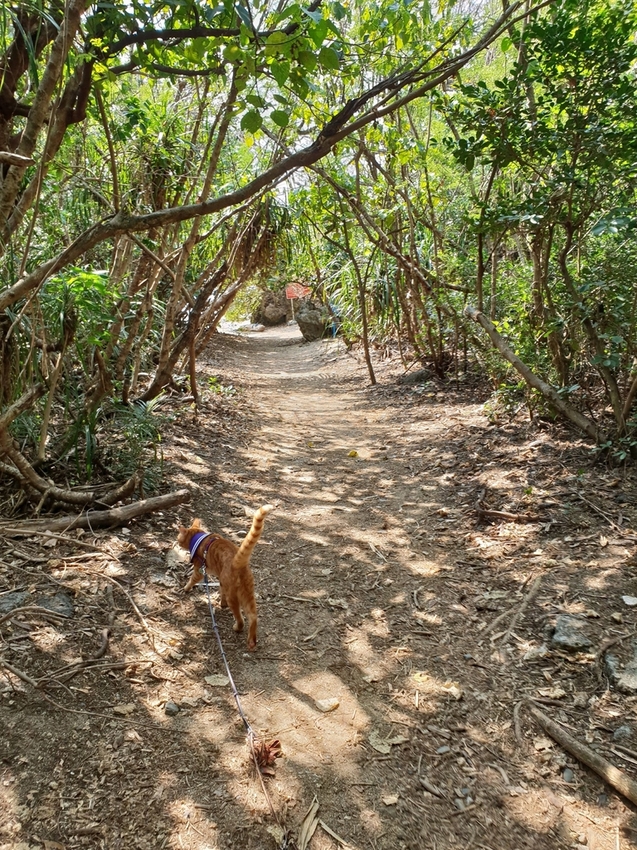 241279.jpg - 【屏東.恆春】小峇里島岩。記得帶肉泥。可以享受被貓咪包圍的感覺。這裡夕陽超美麗 241279.jpg - 【屏東.恆春】小峇里島岩。記得帶肉泥。可以享受被貓咪包圍的感覺。這裡夕陽超美麗