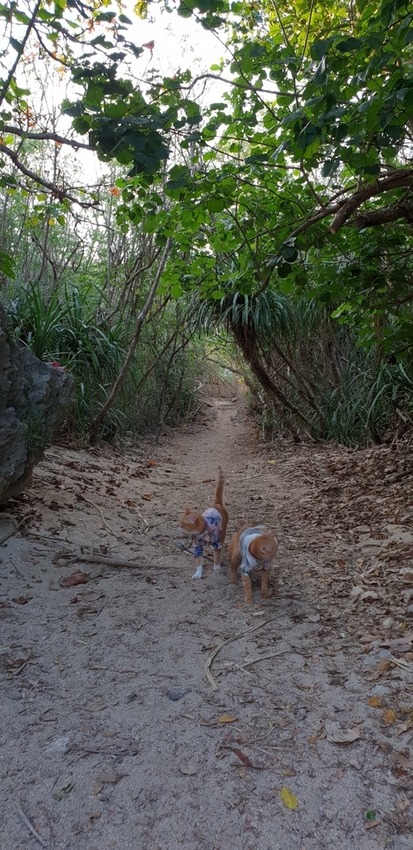 241303.jpg - 【屏東.恆春】小峇里島岩。記得帶肉泥。可以享受被貓咪包圍的感覺。這裡夕陽超美麗 241303.jpg - 【屏東.恆春】小峇里島岩。記得帶肉泥。可以享受被貓咪包圍的感覺。這裡夕陽超美麗