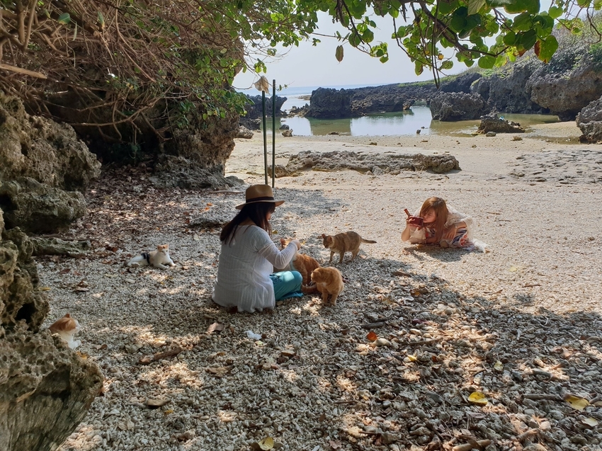 241267.jpg - 【屏東.恆春】小峇里島岩。記得帶肉泥。可以享受被貓咪包圍的感覺。這裡夕陽超美麗 241267.jpg - 【屏東.恆春】小峇里島岩。記得帶肉泥。可以享受被貓咪包圍的感覺。這裡夕陽超美麗