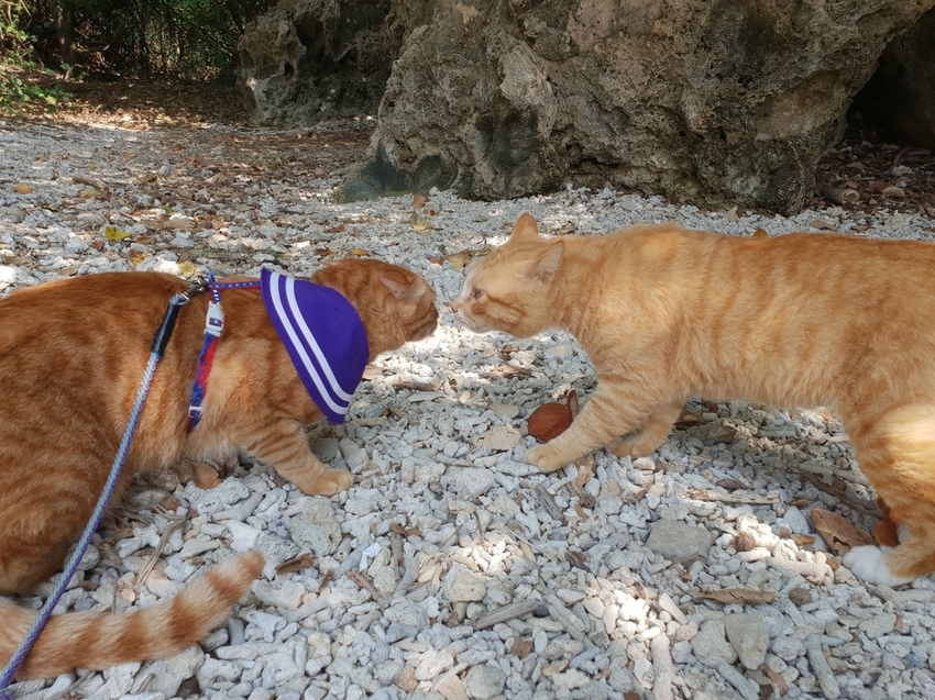 241274.jpg - 【屏東.恆春】小峇里島岩。記得帶肉泥。可以享受被貓咪包圍的感覺。這裡夕陽超美麗 241274.jpg - 【屏東.恆春】小峇里島岩。記得帶肉泥。可以享受被貓咪包圍的感覺。這裡夕陽超美麗