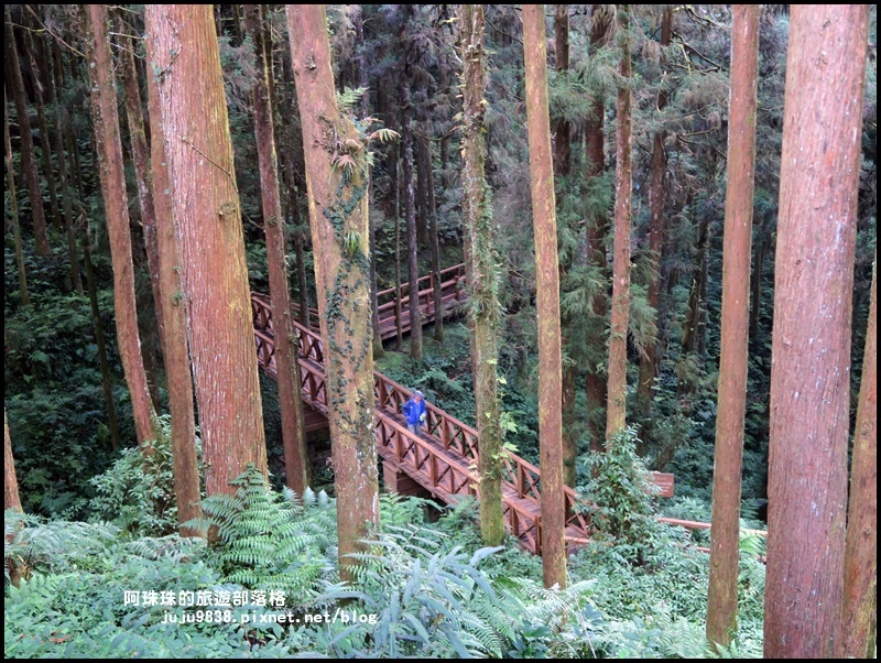 阿里山57.JPG