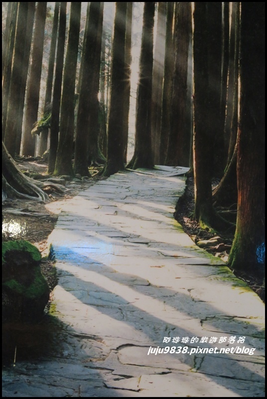 阿里山39JPG.JPG
