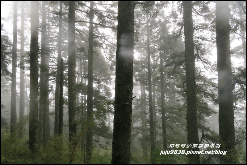 小奇萊步道17.JPG