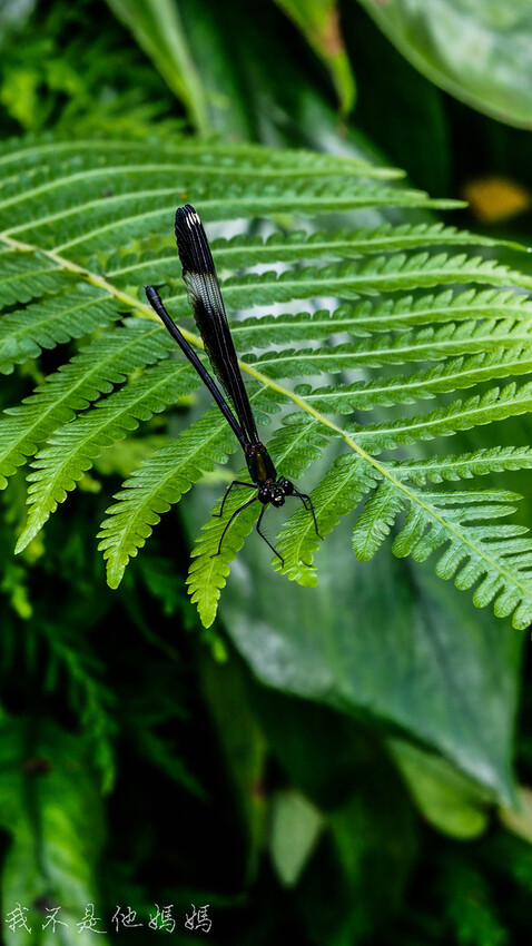 繡球花季,竹子湖賞花,曹家花田香,高家繡球,賞繡球花,繡球花季2022, 陽明山繡球花季2022,繡球花季陽明山, 陽明山繡球花月份