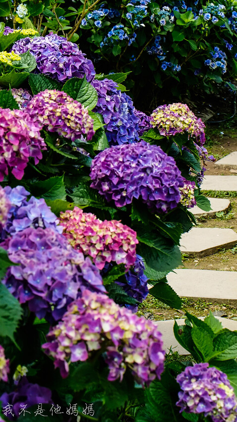 繡球花季,竹子湖賞花,曹家花田香,高家繡球,賞繡球花,繡球花季2022, 陽明山繡球花季2022,繡球花季陽明山, 陽明山繡球花月份