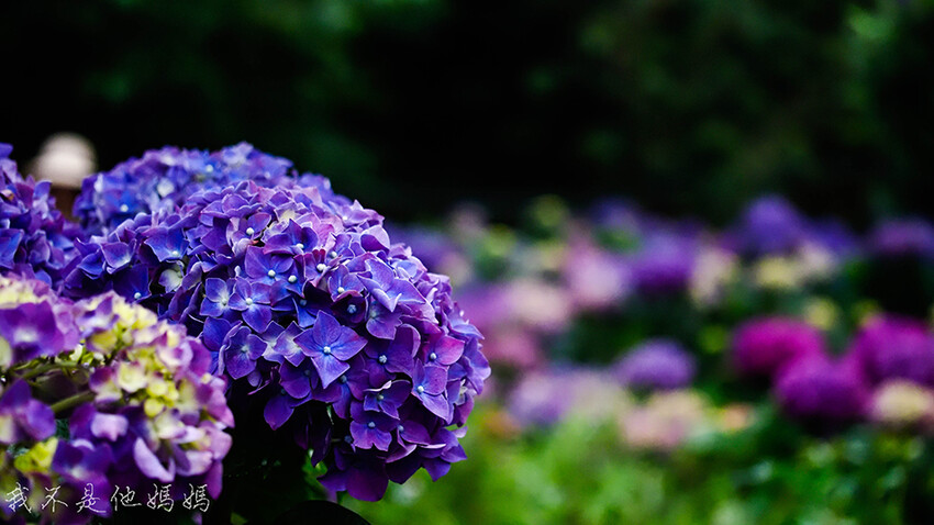 繡球花季,竹子湖賞花,曹家花田香,高家繡球,賞繡球花,繡球花季2022, 陽明山繡球花季2022,繡球花季陽明山, 陽明山繡球花月份
