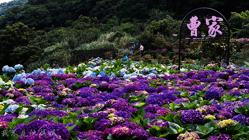 繡球花季,竹子湖賞花,曹家花田香,高家繡球,賞繡球花,繡球花季2022, 陽明山繡球花季2022,繡球花季陽明山, 陽明山繡球花月份