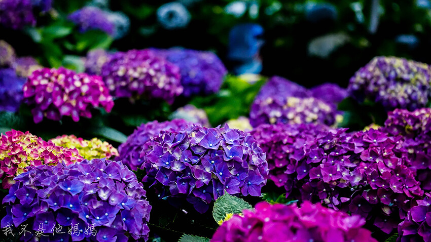 繡球花季,竹子湖賞花,曹家花田香,高家繡球,賞繡球花,繡球花季2022, 陽明山繡球花季2022,繡球花季陽明山, 陽明山繡球花月份