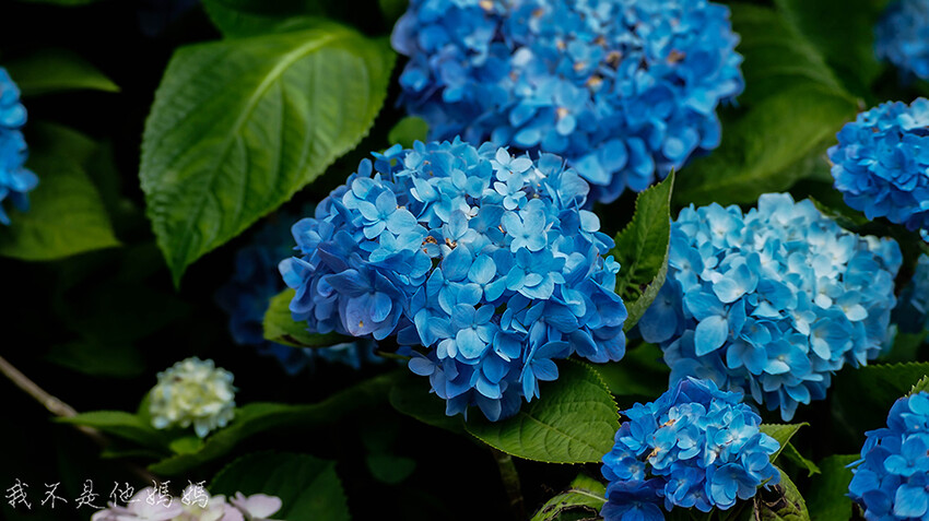 繡球花季,竹子湖賞花,曹家花田香,高家繡球,賞繡球花,繡球花季2022, 陽明山繡球花季2022,繡球花季陽明山, 陽明山繡球花月份