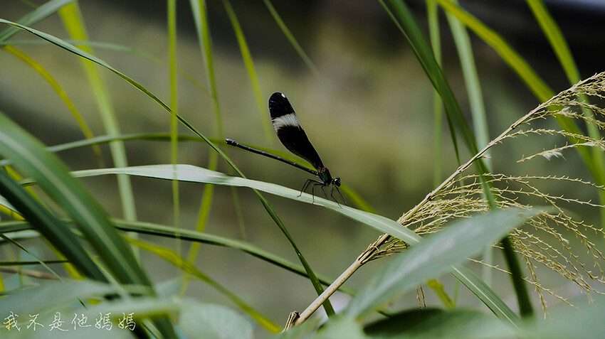 繡球花季,竹子湖賞花,曹家花田香,高家繡球,賞繡球花,繡球花季2022, 陽明山繡球花季2022,繡球花季陽明山, 陽明山繡球花月份