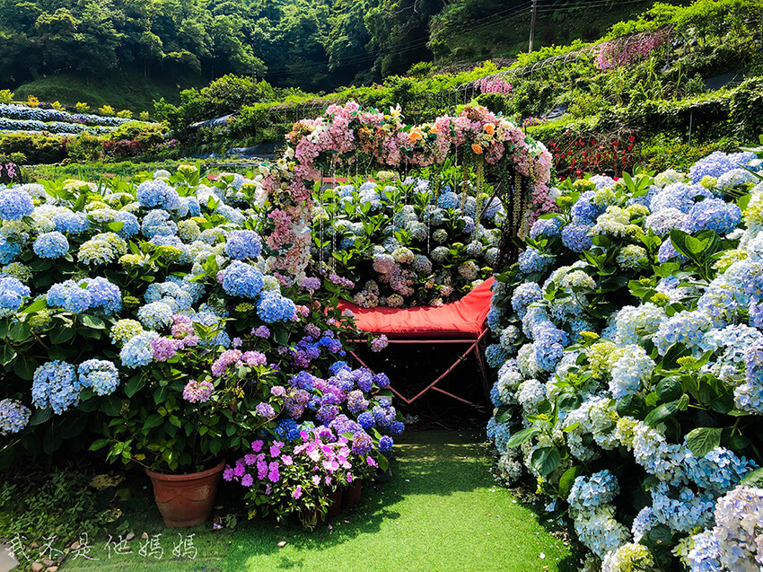 繡球花季,竹子湖賞花,曹家花田香,高家繡球,賞繡球花,繡球花季2022, 陽明山繡球花季2022,繡球花季陽明山, 陽明山繡球花月份