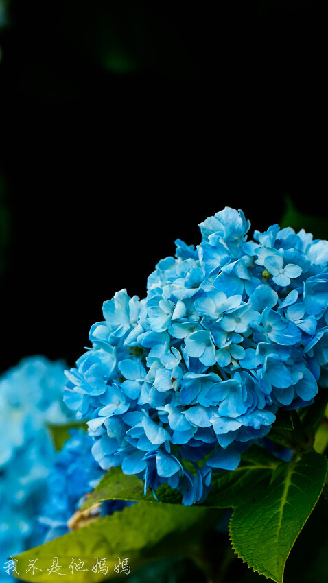 繡球花季,竹子湖賞花,曹家花田香,高家繡球,賞繡球花,繡球花季2022, 陽明山繡球花季2022,繡球花季陽明山, 陽明山繡球花月份