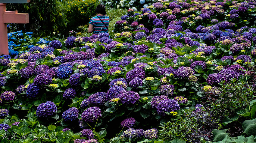 繡球花季,竹子湖賞花,曹家花田香,高家繡球,賞繡球花,繡球花季2022, 陽明山繡球花季2022,繡球花季陽明山, 陽明山繡球花月份