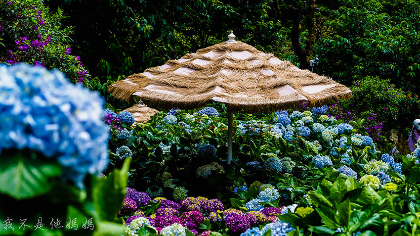 繡球花季,竹子湖賞花,曹家花田香,高家繡球,賞繡球花,繡球花季2022, 陽明山繡球花季2022,繡球花季陽明山, 陽明山繡球花月份