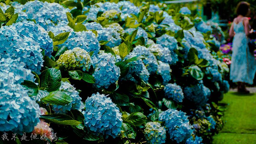 繡球花季,竹子湖賞花,曹家花田香,高家繡球,賞繡球花,繡球花季2022, 陽明山繡球花季2022,繡球花季陽明山, 陽明山繡球花月份