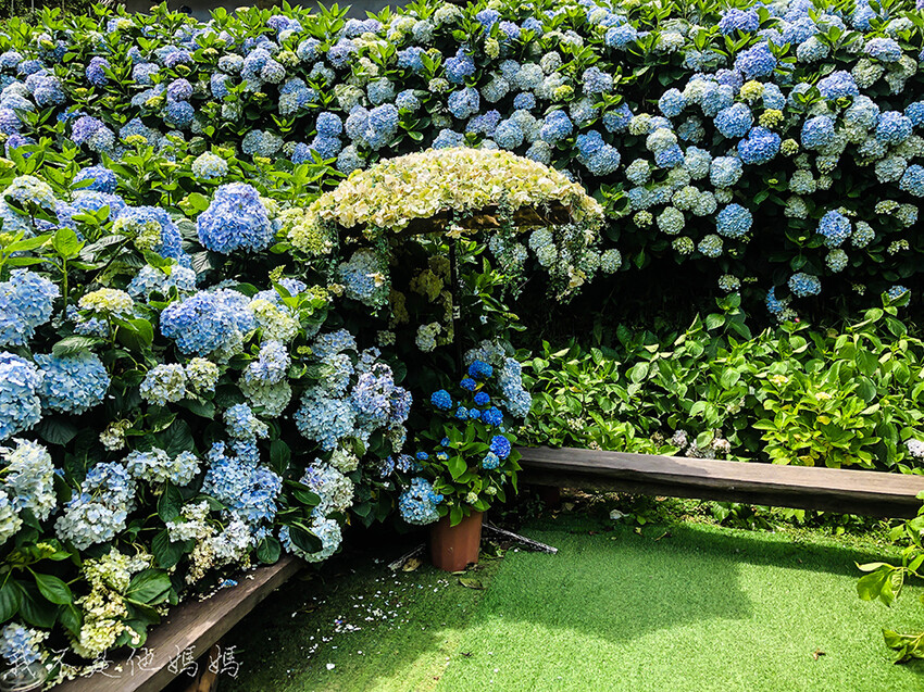 繡球花季,竹子湖賞花,曹家花田香,高家繡球,賞繡球花,繡球花季2022, 陽明山繡球花季2022,繡球花季陽明山, 陽明山繡球花月份