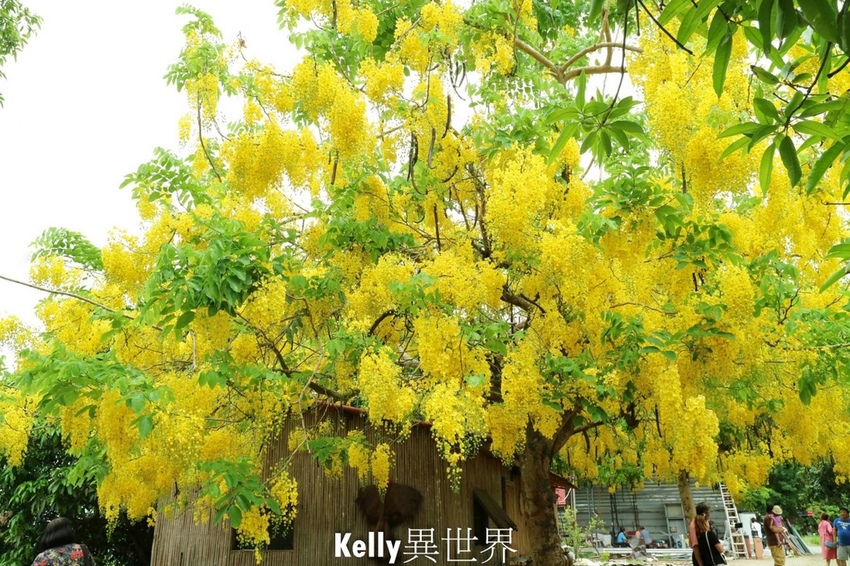 20200607-IMG_0992-1800.jpg 20200607-IMG_0992-1800.jpg