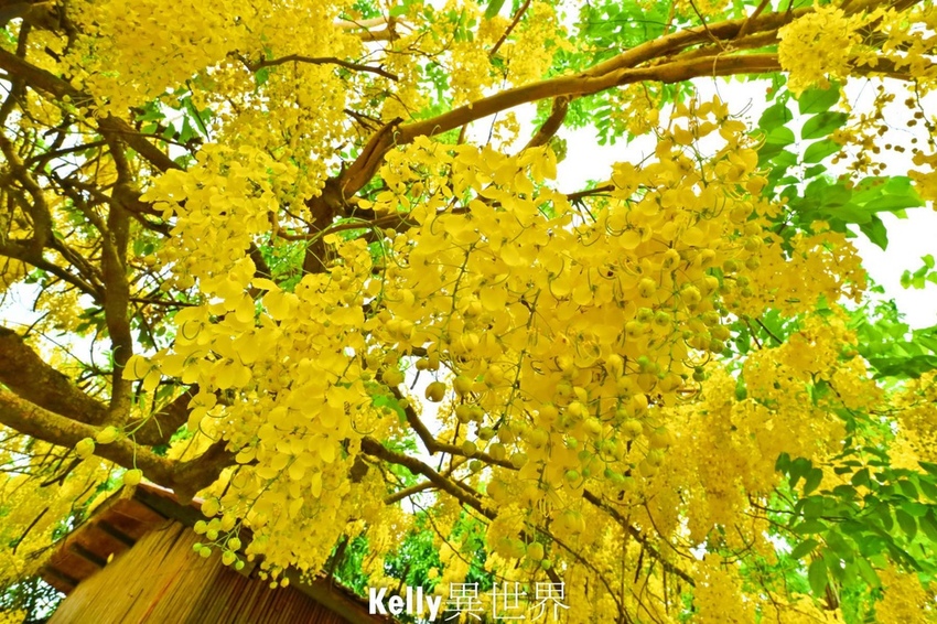 20200607-IMG_0997-1800.jpg 20200607-IMG_0997-1800.jpg