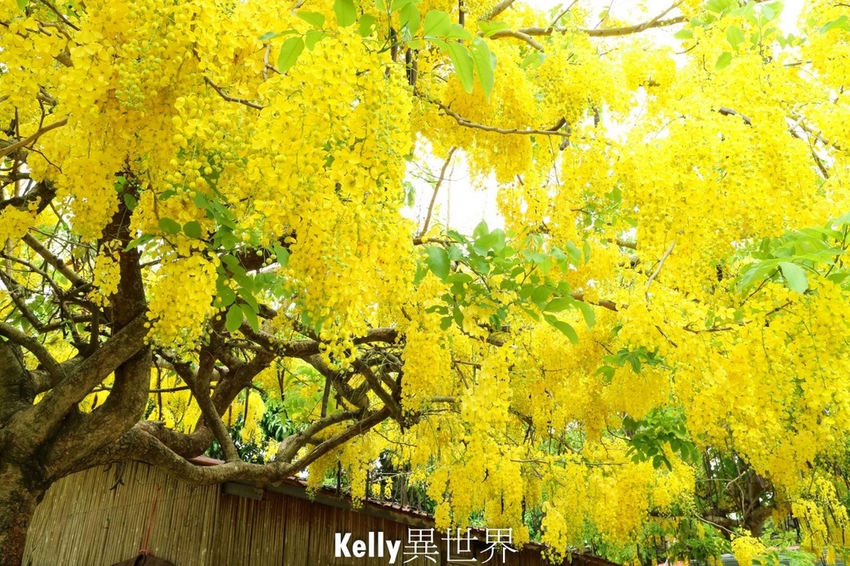 20200607-IMG_0996-1800.jpg 20200607-IMG_0996-1800.jpg