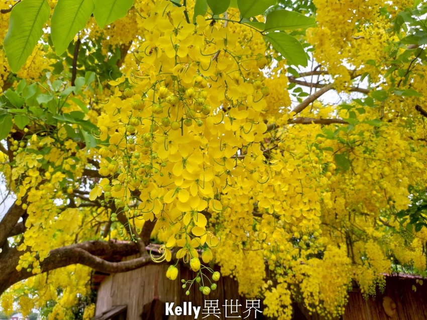 20200607-42630-1800.jpg 20200607-42630-1800.jpg