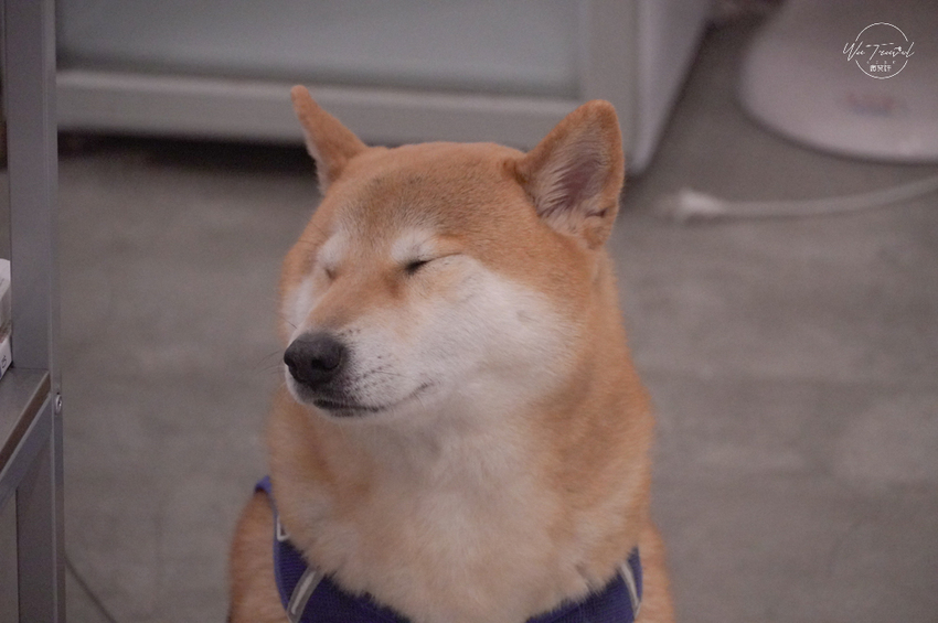 新北新莊咖啡廳 小森咖啡廳 mori coffee日系文青小清新不限時老宅咖啡廳 - 微笑娃生活旅行